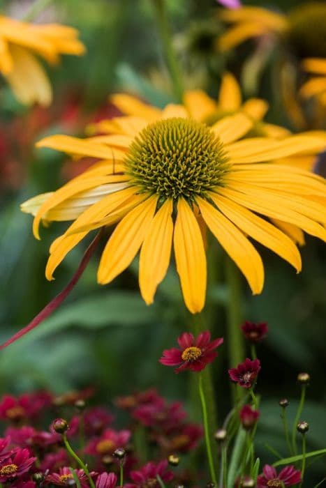 coneflower 'Now Cheesier'