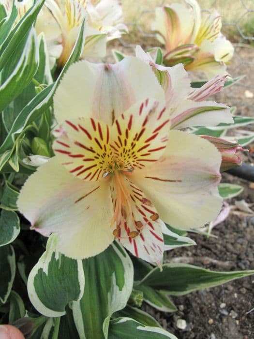 Peruvian lily [Princess Fabiana]