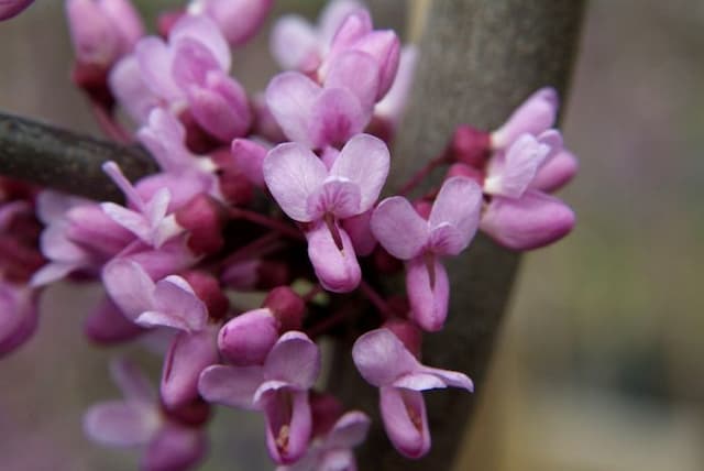 Redbud [Lavender Twist]