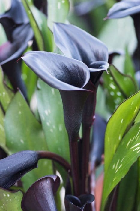 arum lily 'Starry Night'