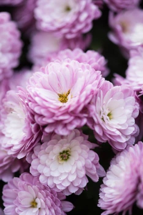 chrysanthemum 'Mezzo Pink'