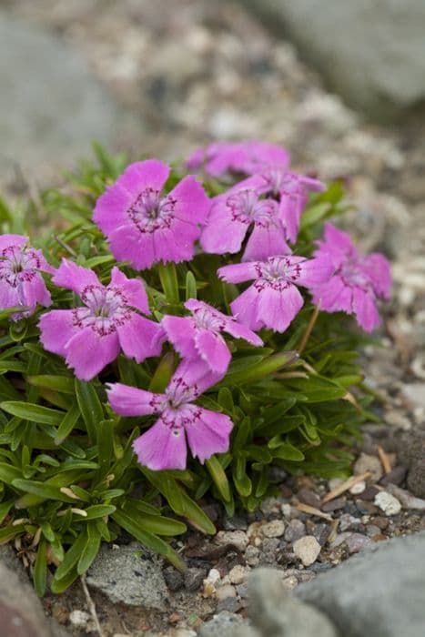 Alpine pink