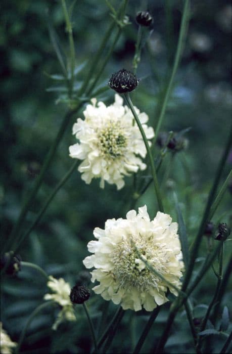 Giant scabious