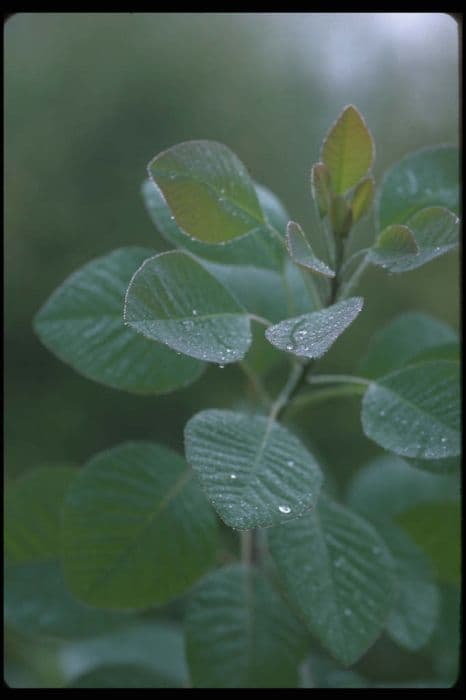 smoke tree