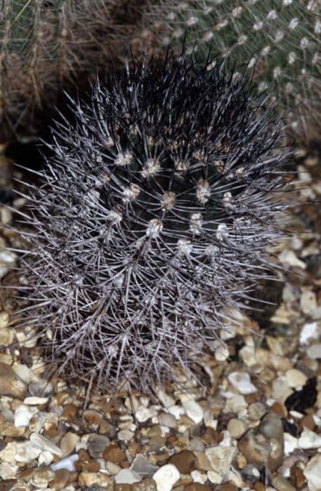 Wagenknecht neoporteria