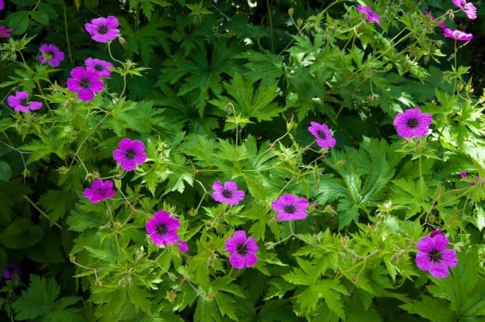 Armenian cranesbill