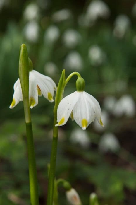 spring snowflake