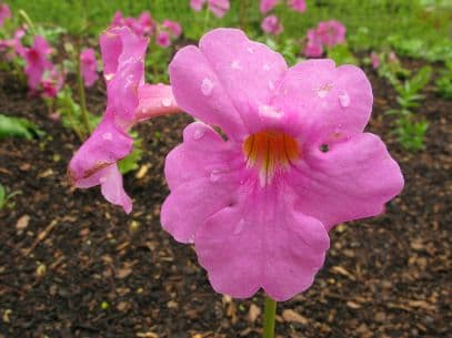 hardy gloxinia