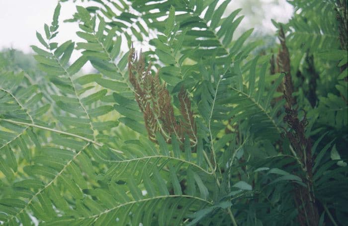 royal fern