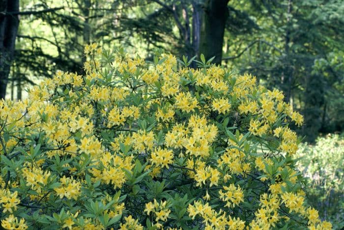 yellow azalea