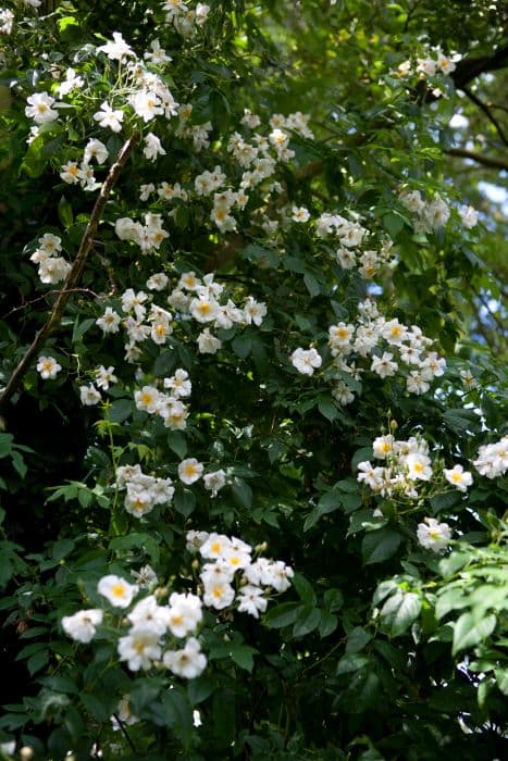 many-flowered rose