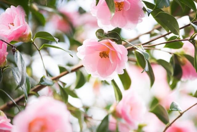 Camellia 'Clarrie Fawcett'