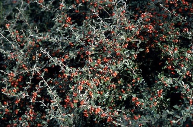 Beautiful cotoneaster