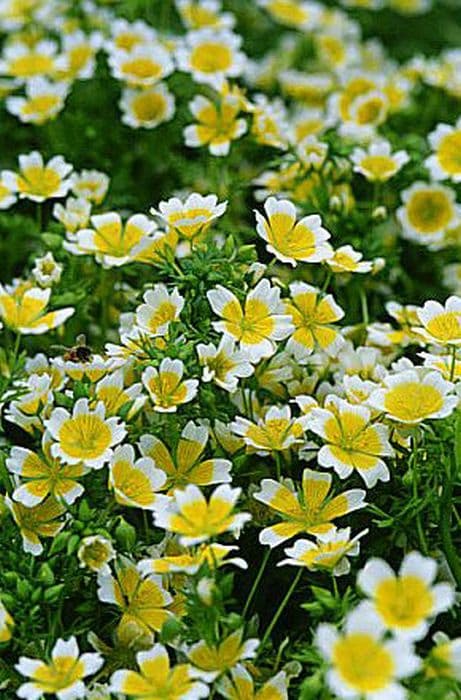 poached egg flower