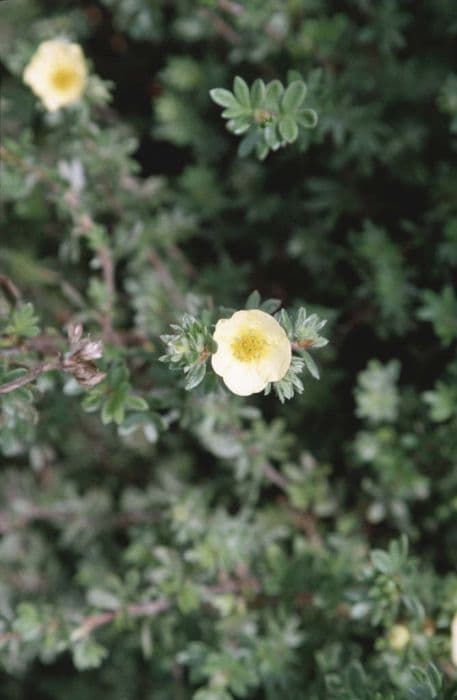 Shrubby cinquefoil 'Primrose Beauty'