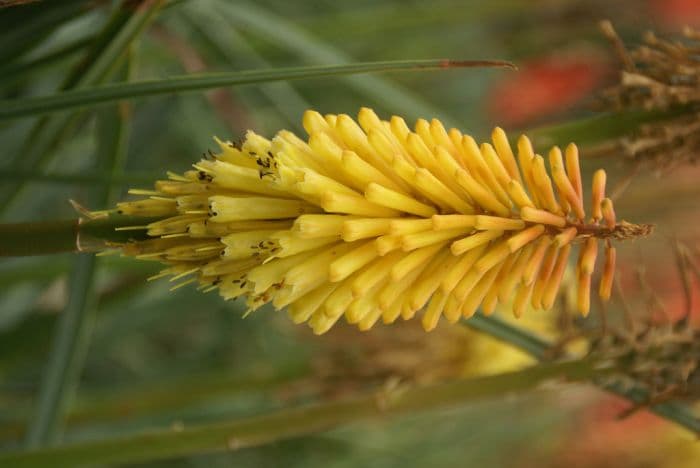 red-hot poker 'Tetbury Torch'