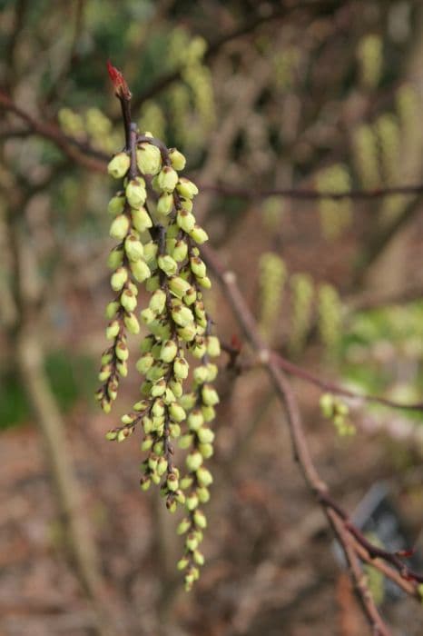 Chinese stachyurus 'Celina'