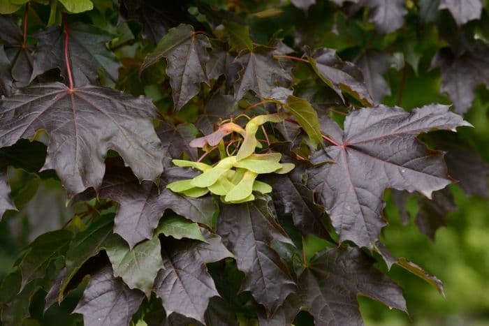 Norway maple 'Meyering'