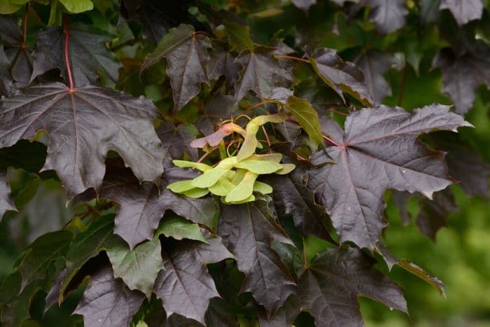 Norway maple 'Meyering'