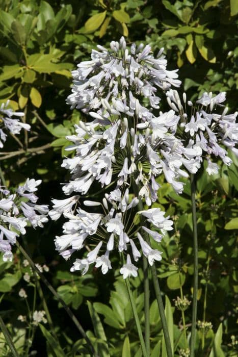 African lily 'Windsor Grey'