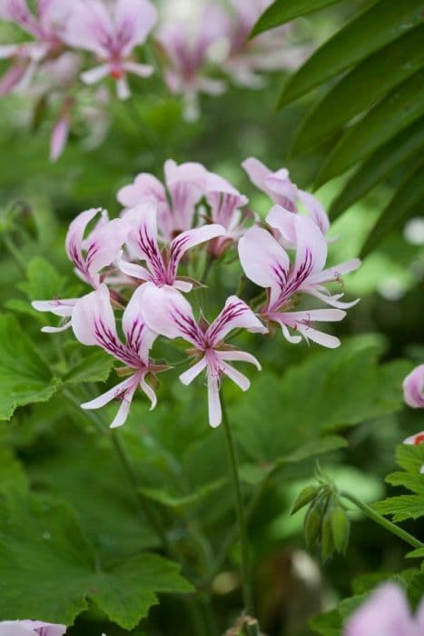 pelargonium 'Grace Thomas'