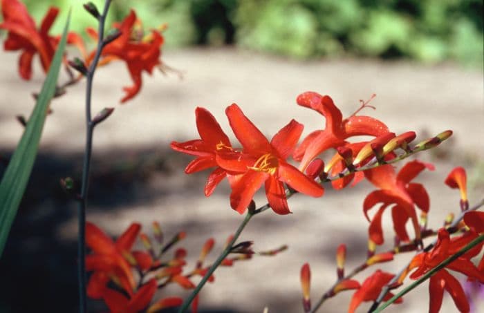 montbretia 'Lana de Savary'