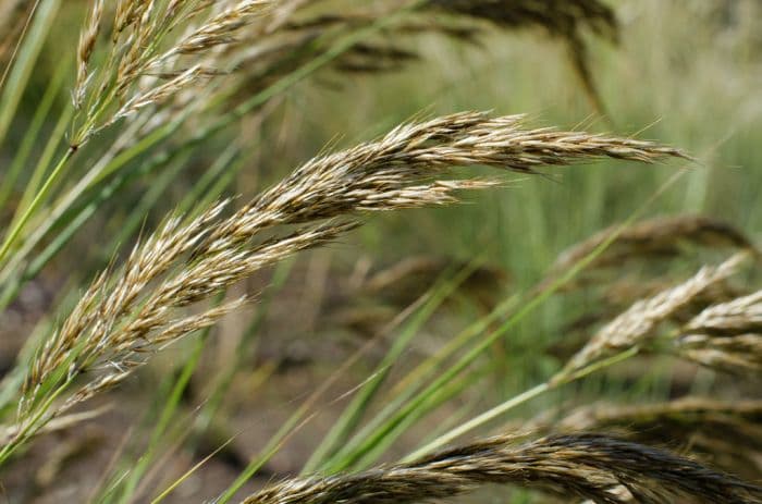 rough feather grass 'Lemperg'