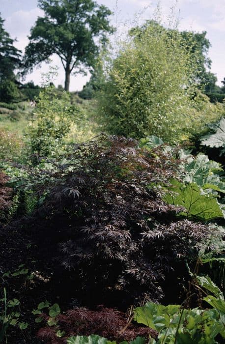 Japanese maple 'Burgundy Lace'