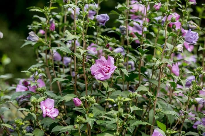 rose of Sharon 'Ardens'