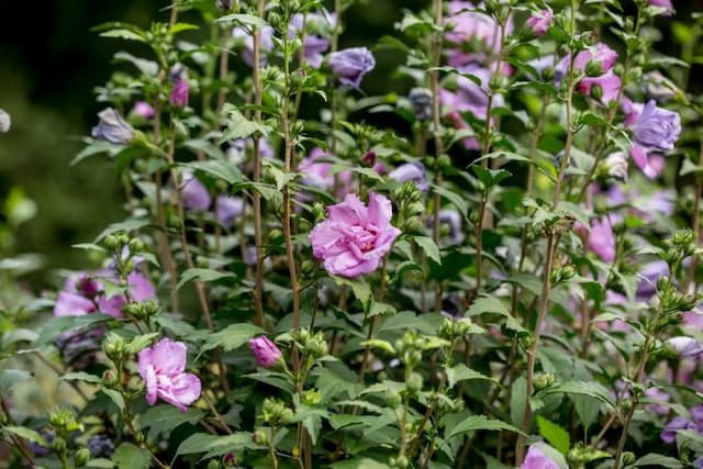 Rose of Sharon 'Ardens'