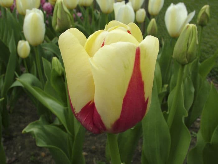 tulip 'World Expression'