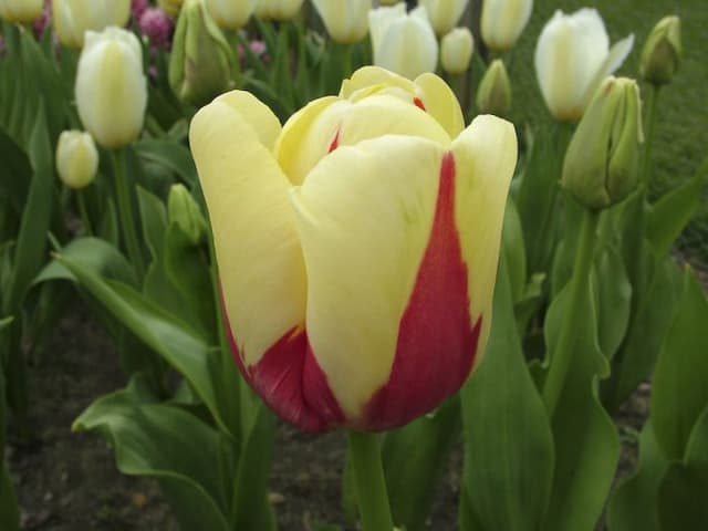 Tulip 'World Expression'