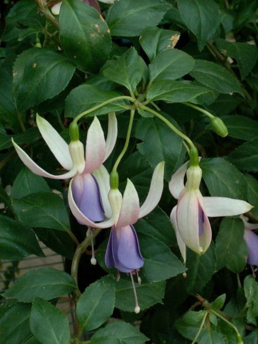 fuchsia 'Doreen Redfern'