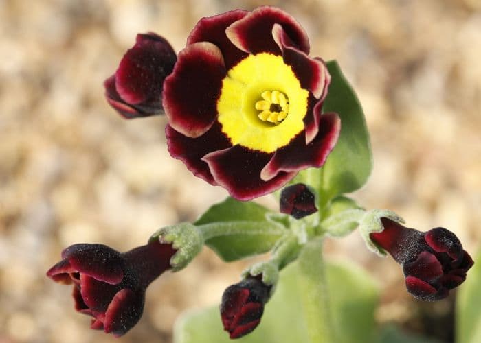 auricula 'Dusky Maiden'