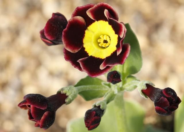 Auricula 'Dusky Maiden'