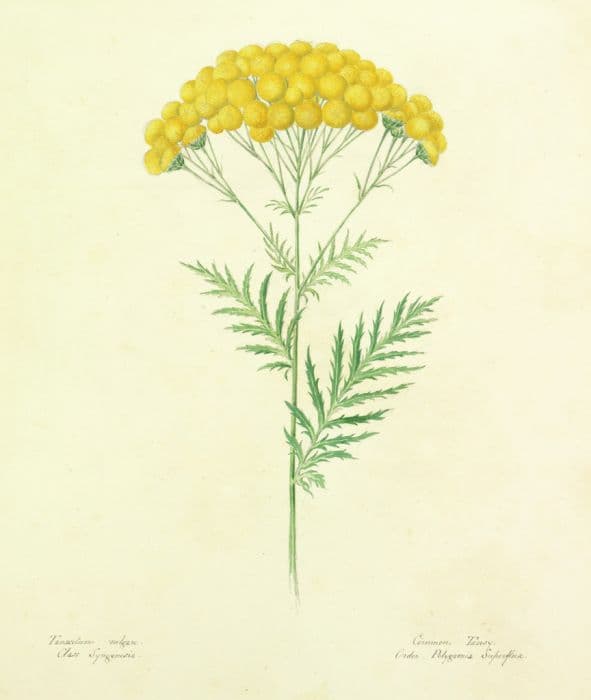 tansy