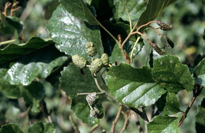 common alder