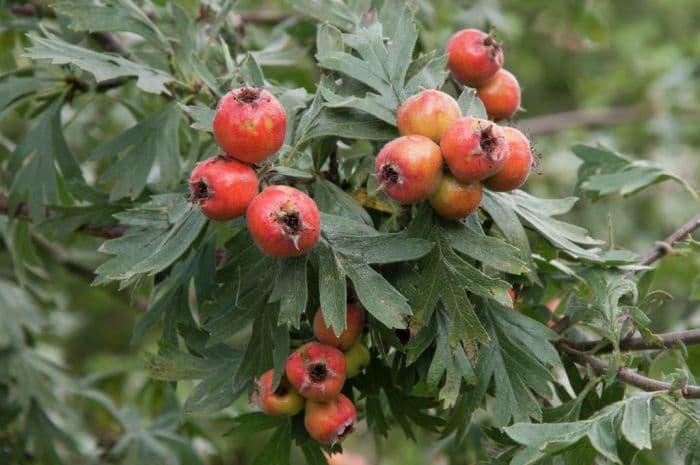 tansy-leaved thorn