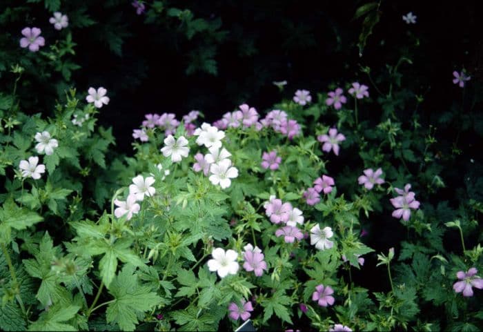 cranesbill 'Rose Clair'