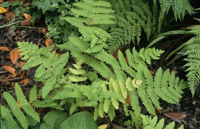 Interrupted fern