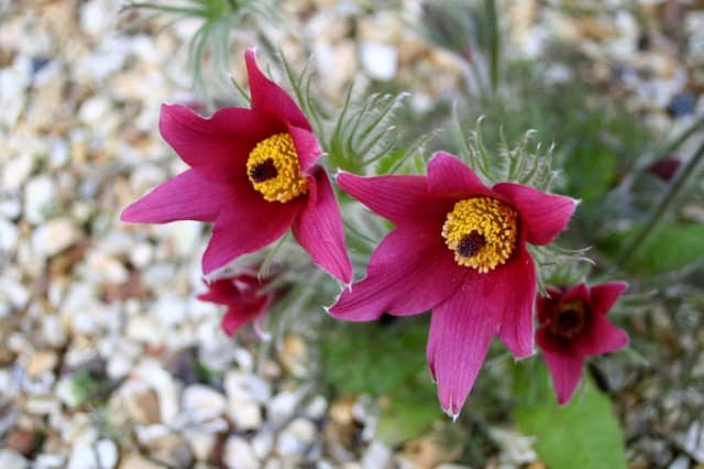 Red pasqueflower