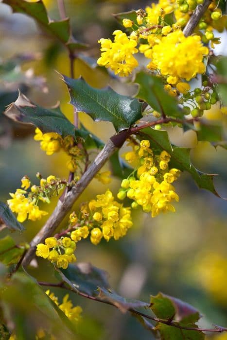 Oregon grape 'Undulata'