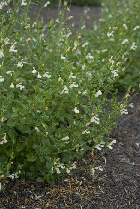 sage 'La Luna'