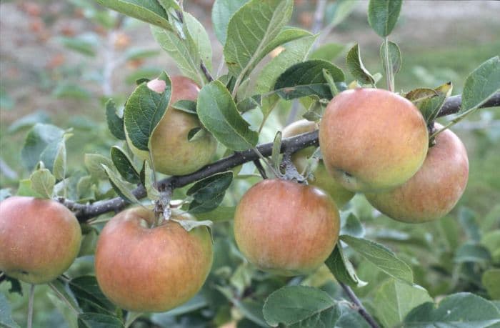 apple 'Merton Charm'