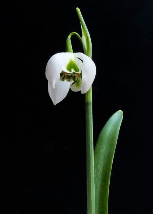 snowdrop 'Desdemona'