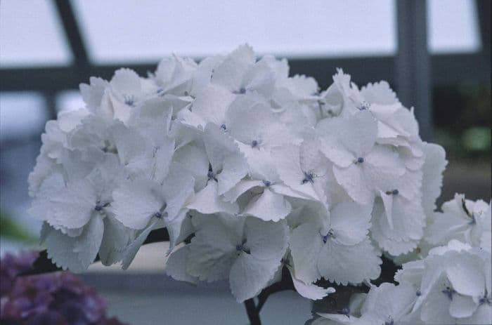 hydrangea 'Madame Emile Mouillère'