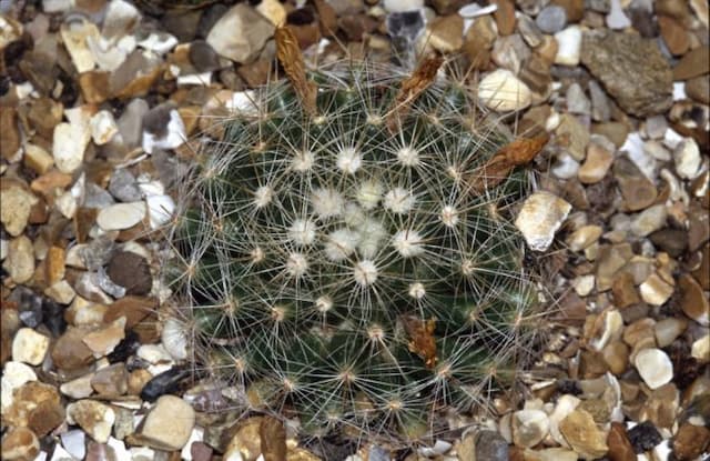 Longmamma nipple cactus