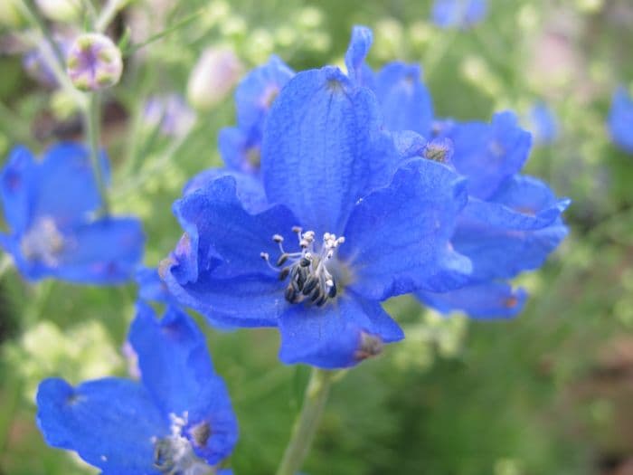 delphinium 'Summer Nights'