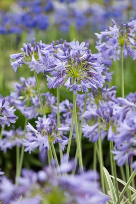 African lily [Silver Moon]