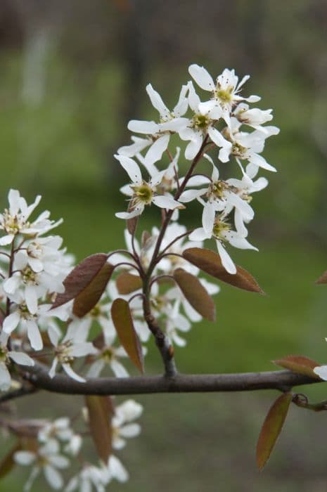 serviceberry 'Cole's Select'